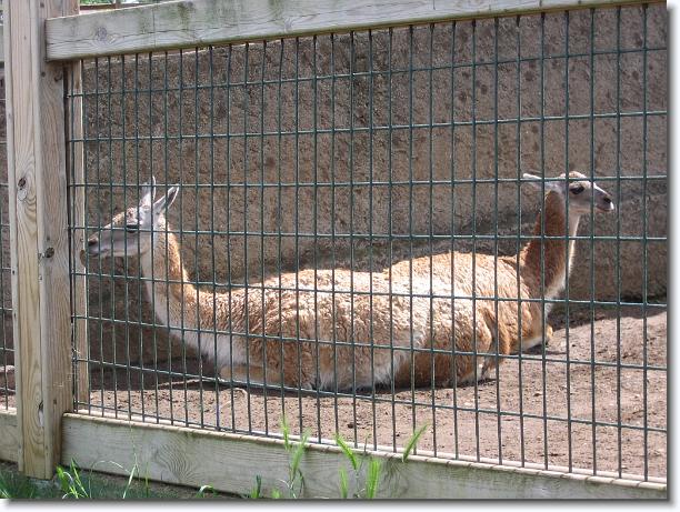 Diapositiva siguiente